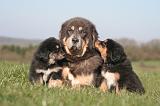 DOGUE DU TIBET 459